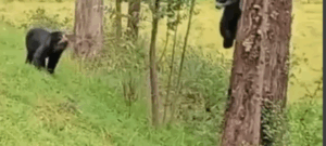 Avistamiento de osos andinos en Nariño emociona a la comunidad ambiental