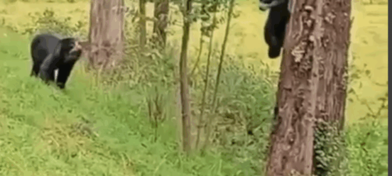Avistamiento de osos andinos en Nariño emociona a la comunidad ambiental
