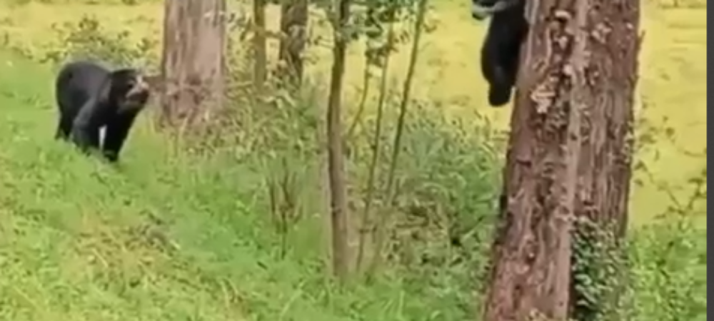 Avistamiento de osos andinos en Nariño emociona a la comunidad ambiental