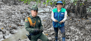 Siembra de 3.000 Manglares en Tumaco Fortalece Estrategias de Conservación en el Pacífico Nariñense