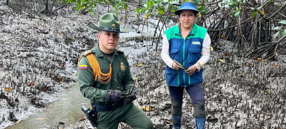 Siembra de 3.000 Manglares en Tumaco Fortalece Estrategias de Conservación en el Pacífico Nariñense