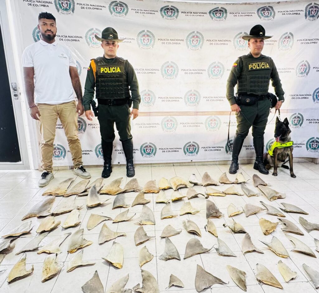 Incautan 76 aletas de tiburón en Tumaco: envío ilegal provenía de La Guajira