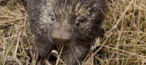 Rescatan y liberan a un puercoespín silvestre en zona rural de Túquerres