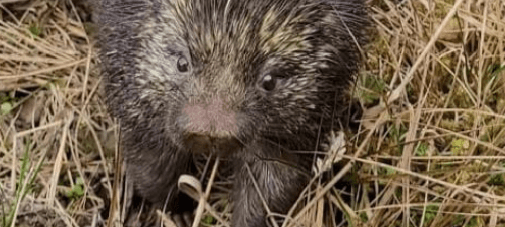 Rescatan y liberan a un puercoespín silvestre en zona rural de Túquerres