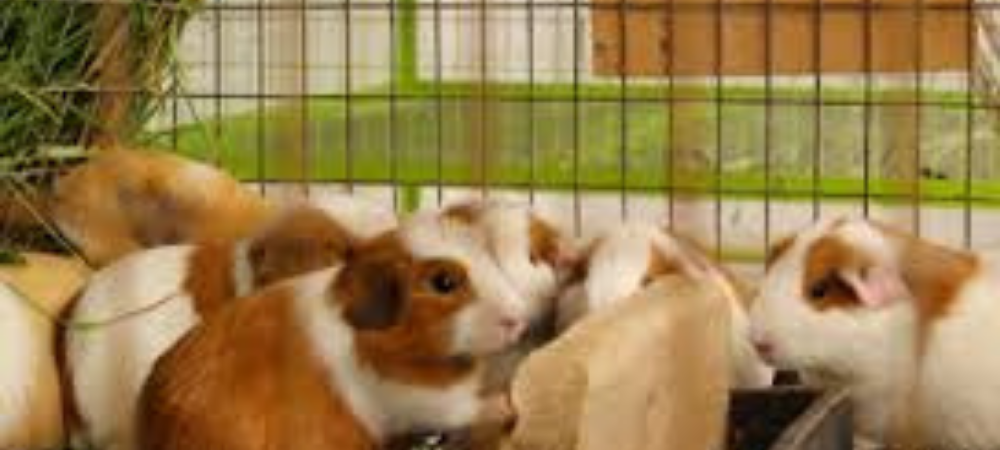 productivos cuyícolas