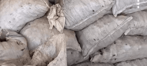 Papicultores de Nariño piden apoyo urgente al gobierno