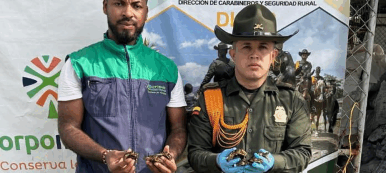 Policía rescata siete tortugas morrocoy en zona rural