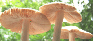 Hongos devoradores de plástico para combatir la contaminación