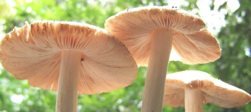 Hongos devoradores de plástico para combatir la contaminación