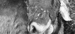 Preocupación en Mallama y Ricaurte por ataques de felino a ganado campesino