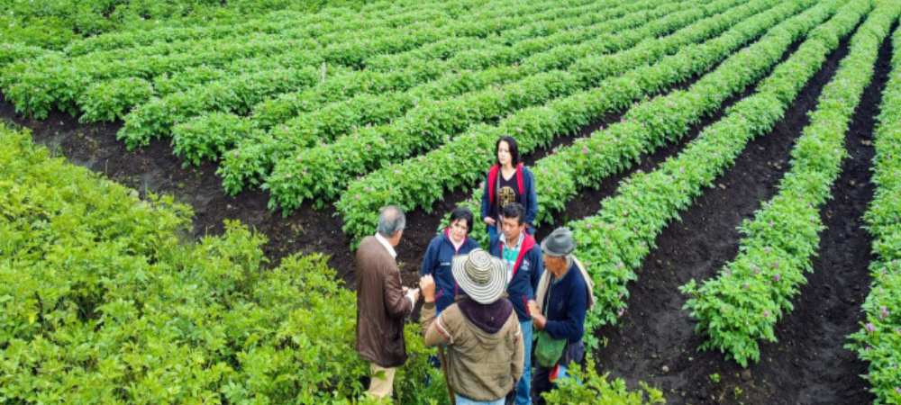 Gobernación de Nariño anuncia millonario apoyo a paperos en medio de la crisis de precios