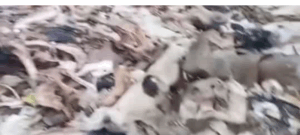 Hallan matadero clandestino en vía alterna a Pasto