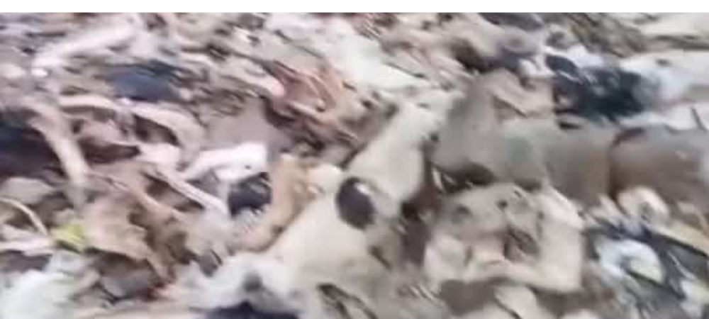 Hallan matadero clandestino en vía alterna a Pasto