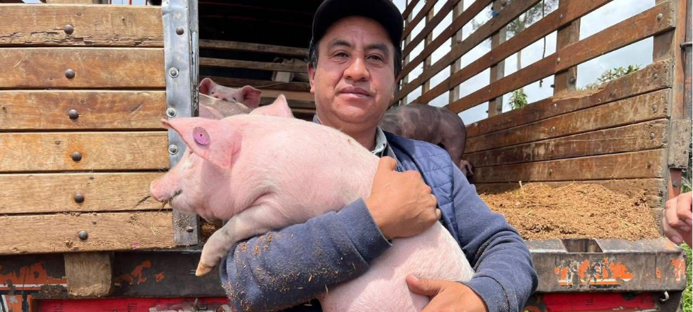 Entrega de 231 cerditos impulsa la economía de 33 familias rurales