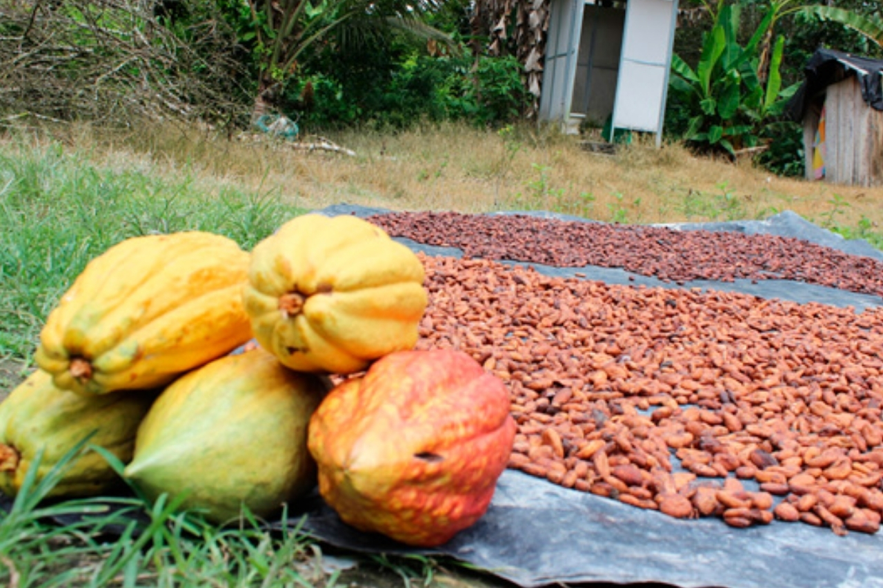 Cacao de Tumaco llega a Alemania, un hito para la exportación directa campesina