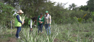 Colombia logra la admisibilidad de la piña fresca en Brasil, un hito para el sector agropecuario