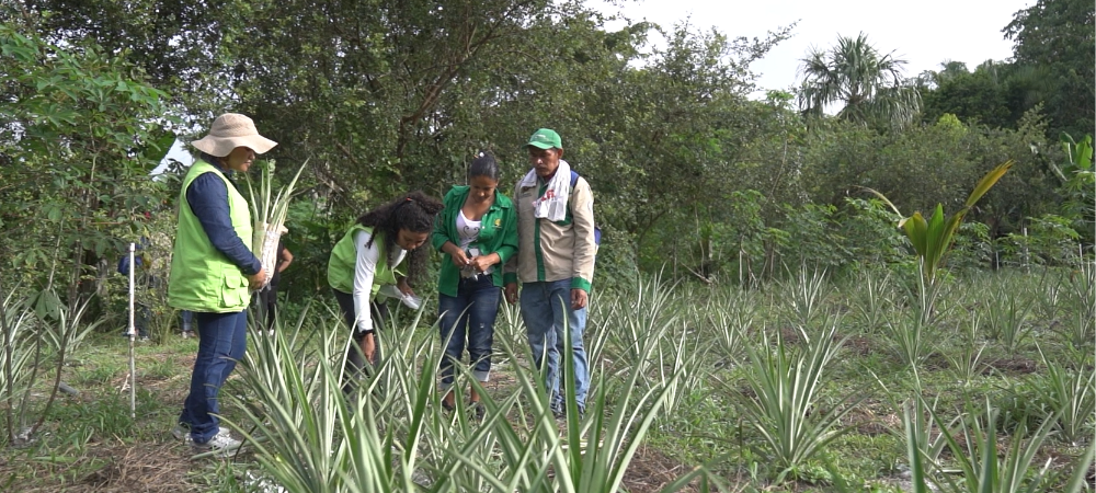 Colombia logra la admisibilidad de la piña fresca en Brasil, un hito para el sector agropecuario