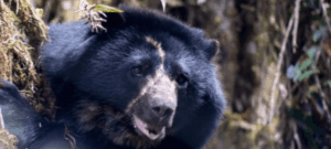 Murió Tamá, el oso de anteojos que iba a ser liberado en Colombia