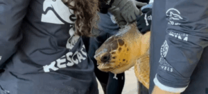 Autoridades ambientales liberan más de 70 tortugas marinas rehabilitadas en Santa Marta