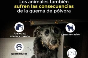 Alcaldía de Pasto lanza alerta sobre el grave impacto de la pólvora en los animales