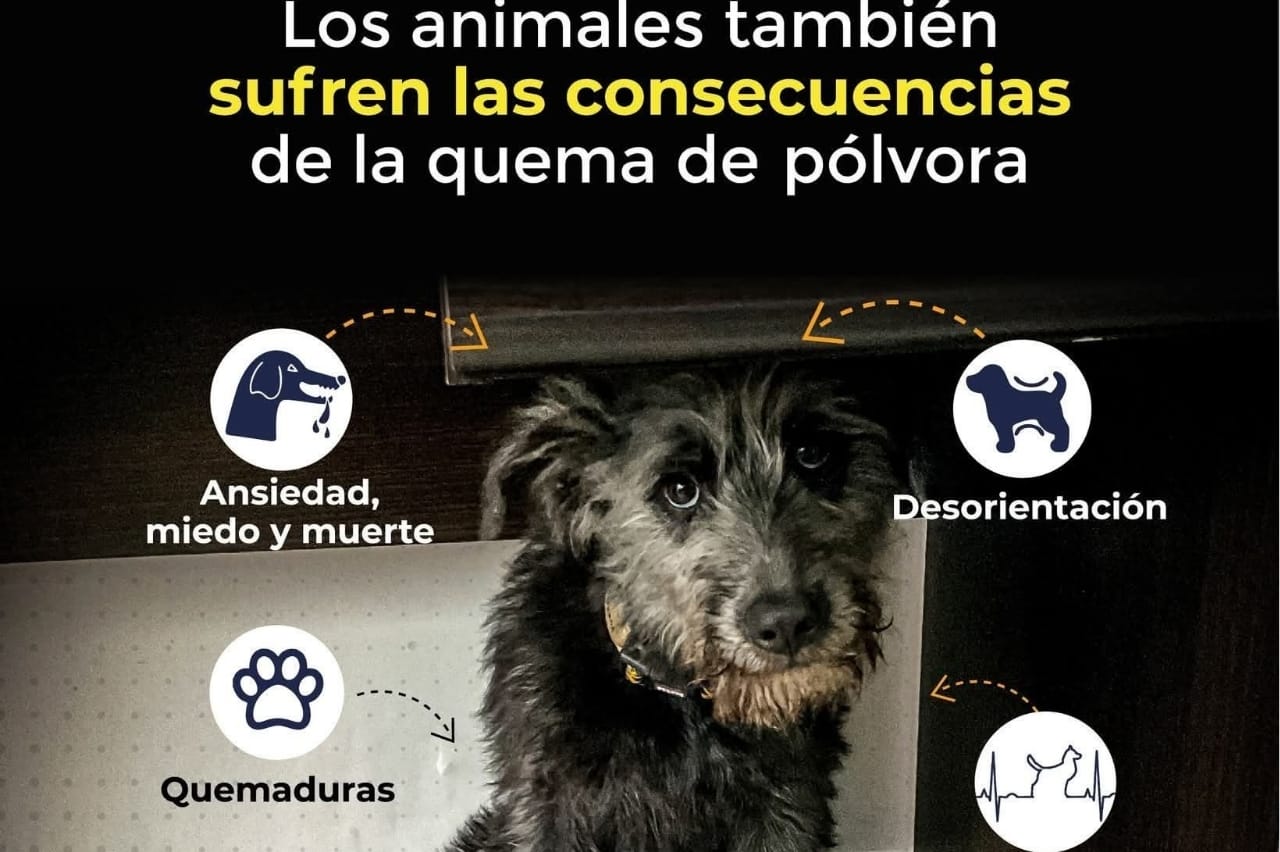 Alcaldía de Pasto lanza alerta sobre el grave impacto de la pólvora en los animales