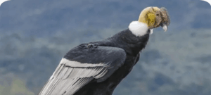 Avistamiento de Cóndor Andino sorprende a visitantes en el Valle del Cocora