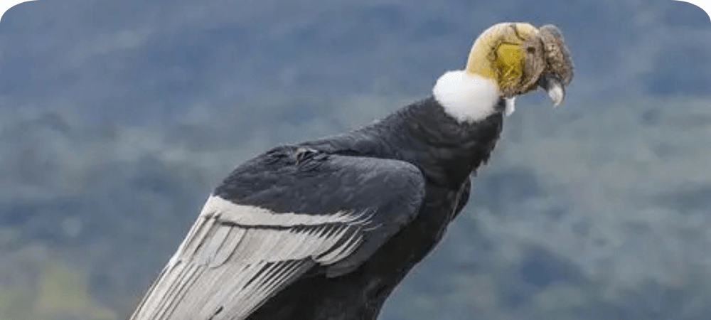 Avistamiento de Cóndor Andino sorprende a visitantes en el Valle del Cocora