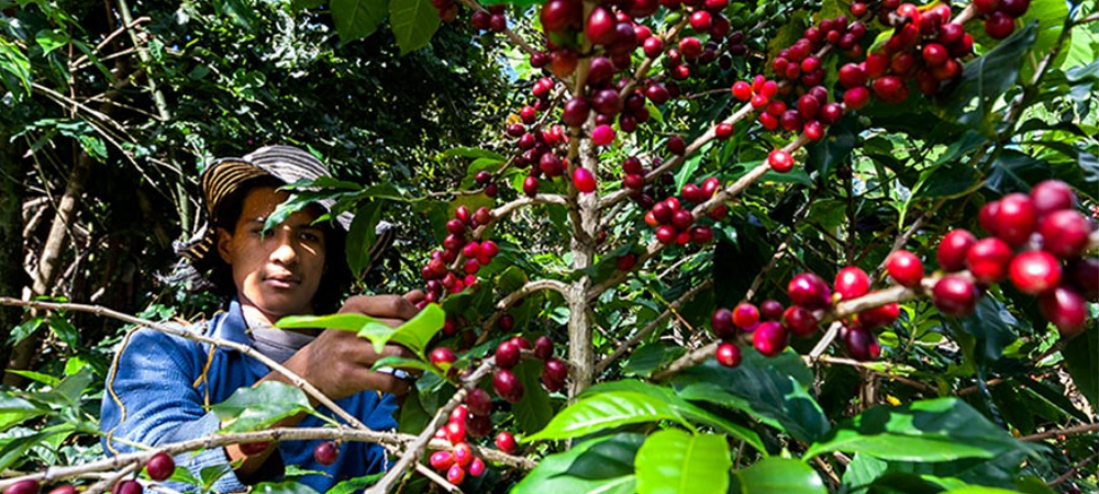 Productores cafeteros de Nariño y Tolima avanzan en acuerdos comerciales directos con Europa