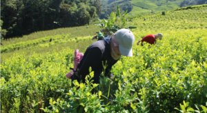 Campesinos del Patía anuncian movilización masiva contra fumigaciones con glifosato