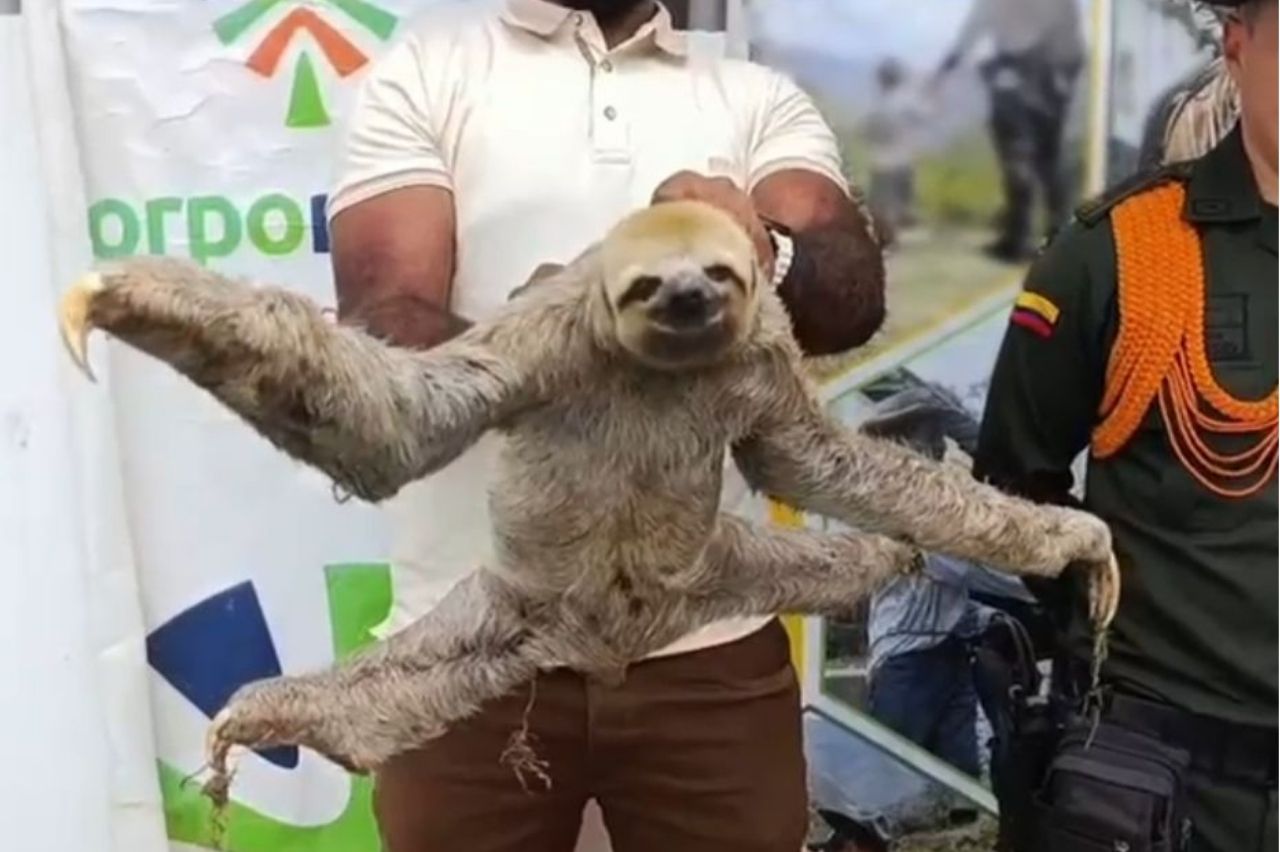Policía Nacional rescata un oso perezoso en zona urbana de Tumaco
