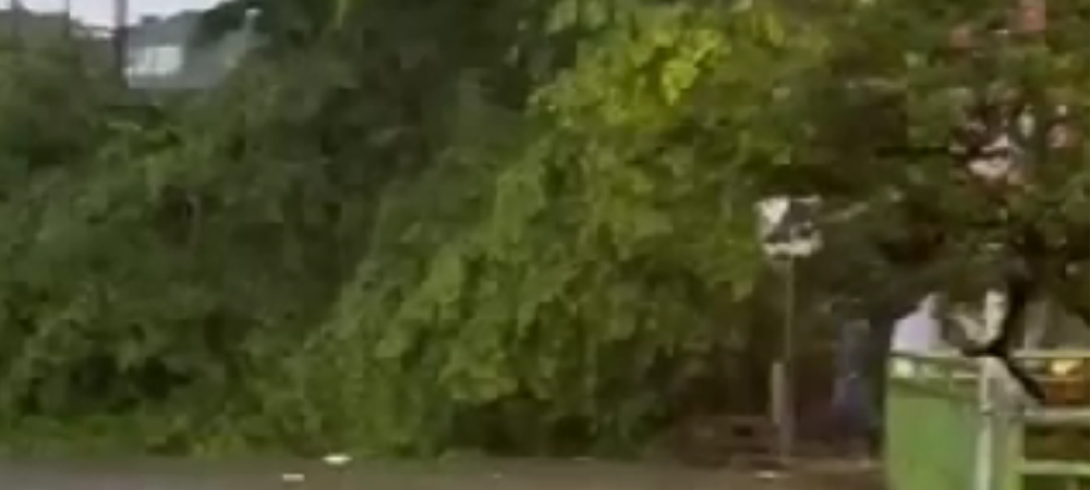 Intensas lluvias provocan caída de árbol y generan emergencias en zona urbana y rural