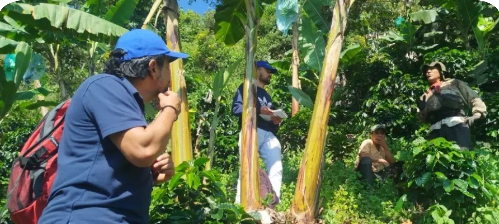Agrosavia avanza proyecto para fortalecer el cultivo de plátano en el municipio de Los Andes