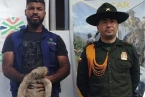 La Policía de Carabineros logra el rescate de un oso perezoso que deambulaba por la zona urbana y evita su posible comercialización ilegal