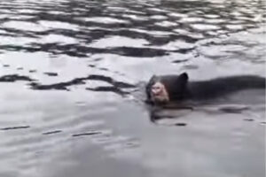 El avistamiento de un oso andino en las aguas de la Laguna de La Cocha maravilla a los habitantes y resalta la biodiversidad de Nariño